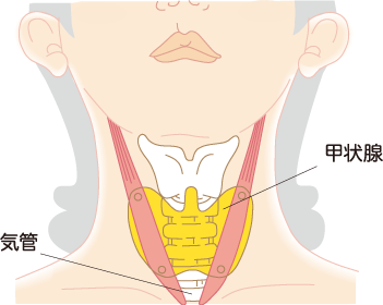甲状腺と気管